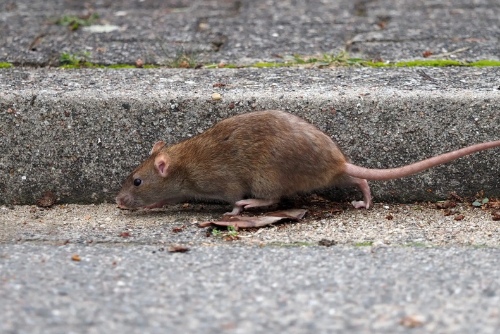 Pest control Murrumbateman rats